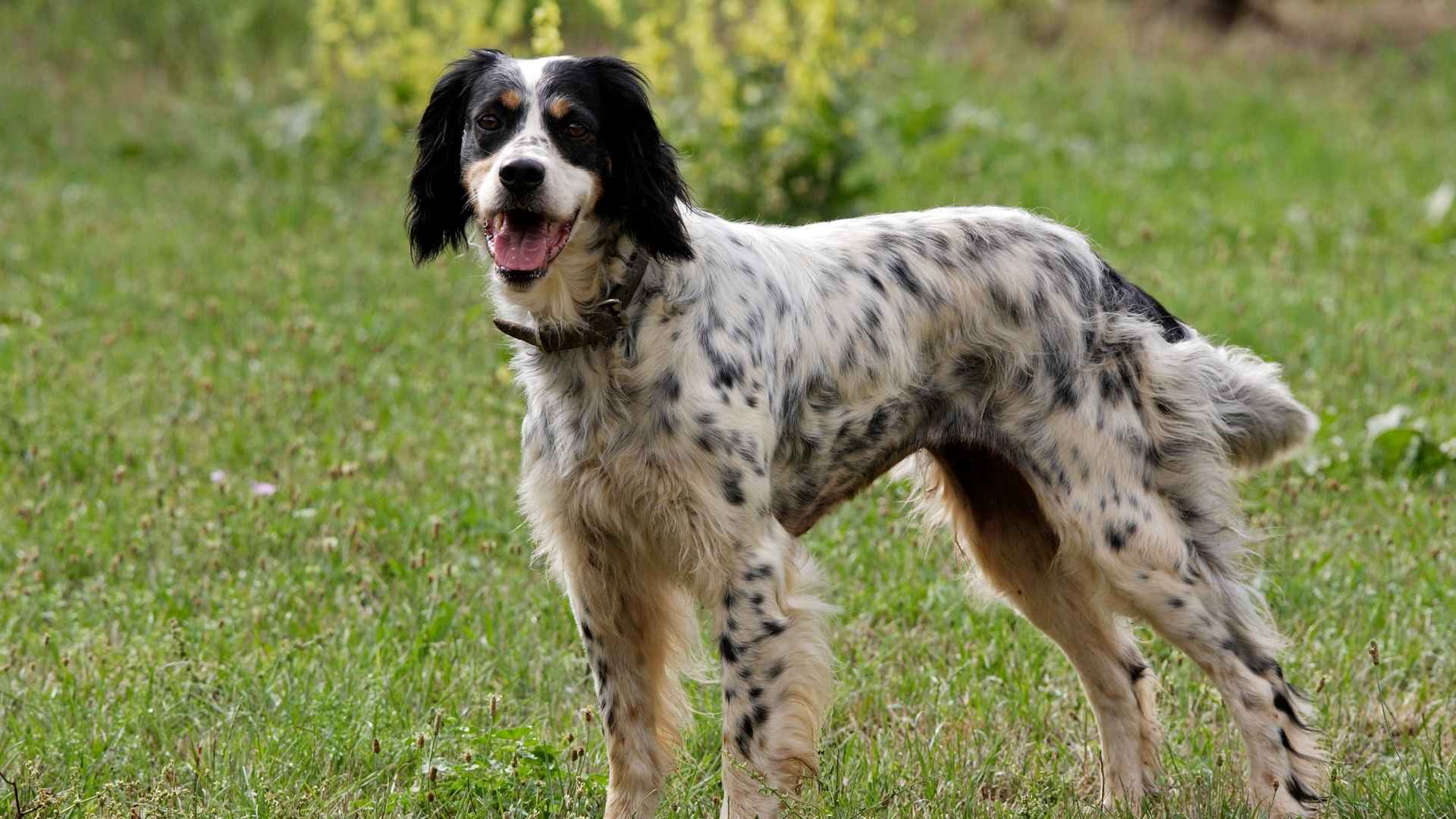 English Setter