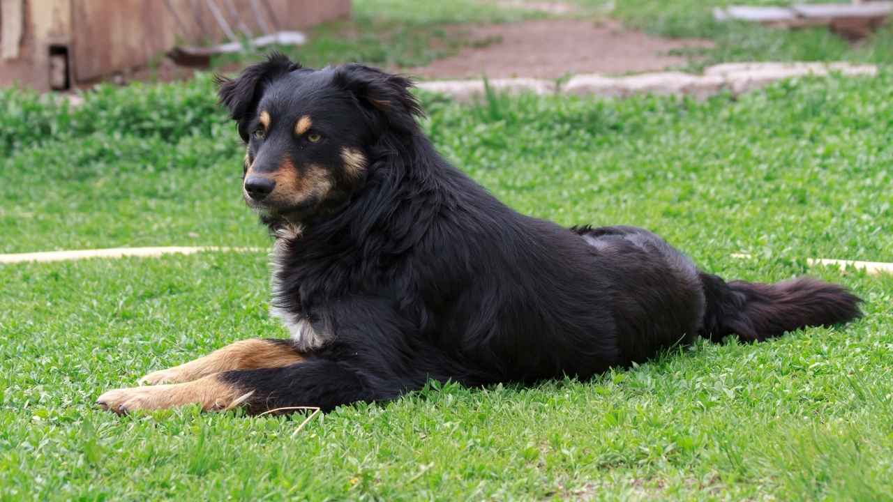 English Shepherd