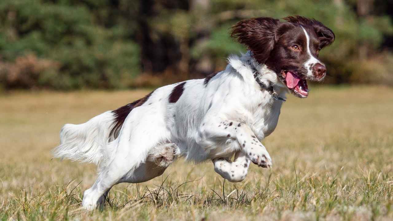 English Springer Spaniel