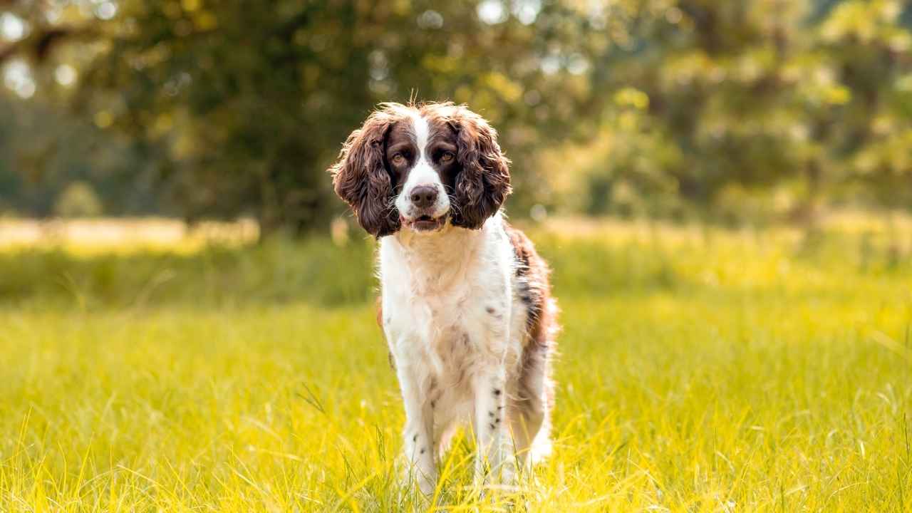 English Springer Spaniel