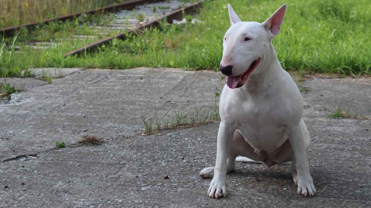 English White Terrier