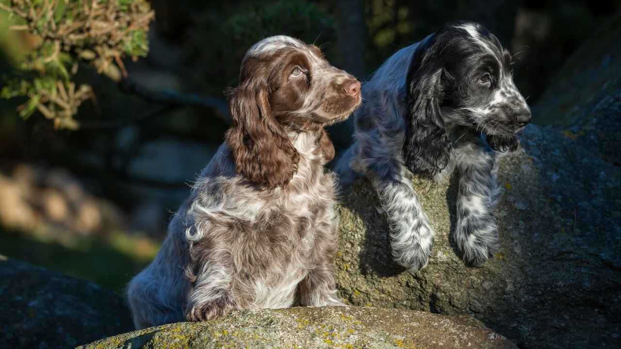 English Cocker Spaniel