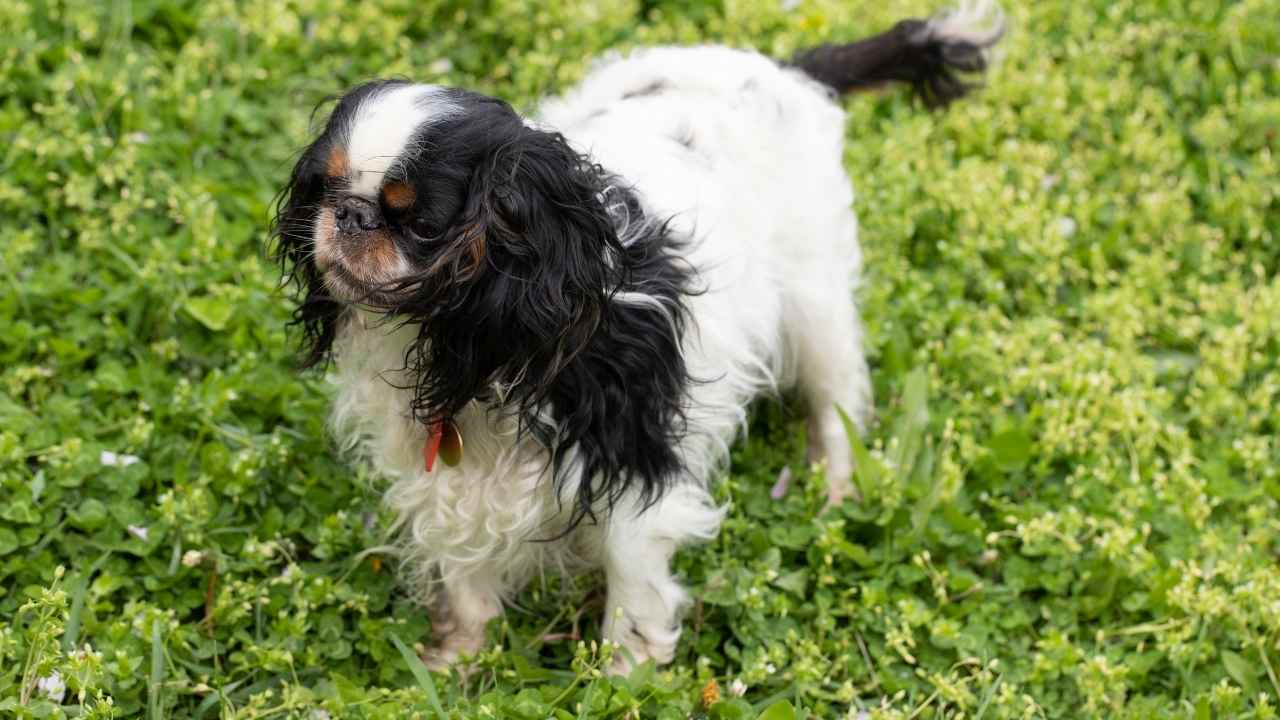 English Toy Spaniel