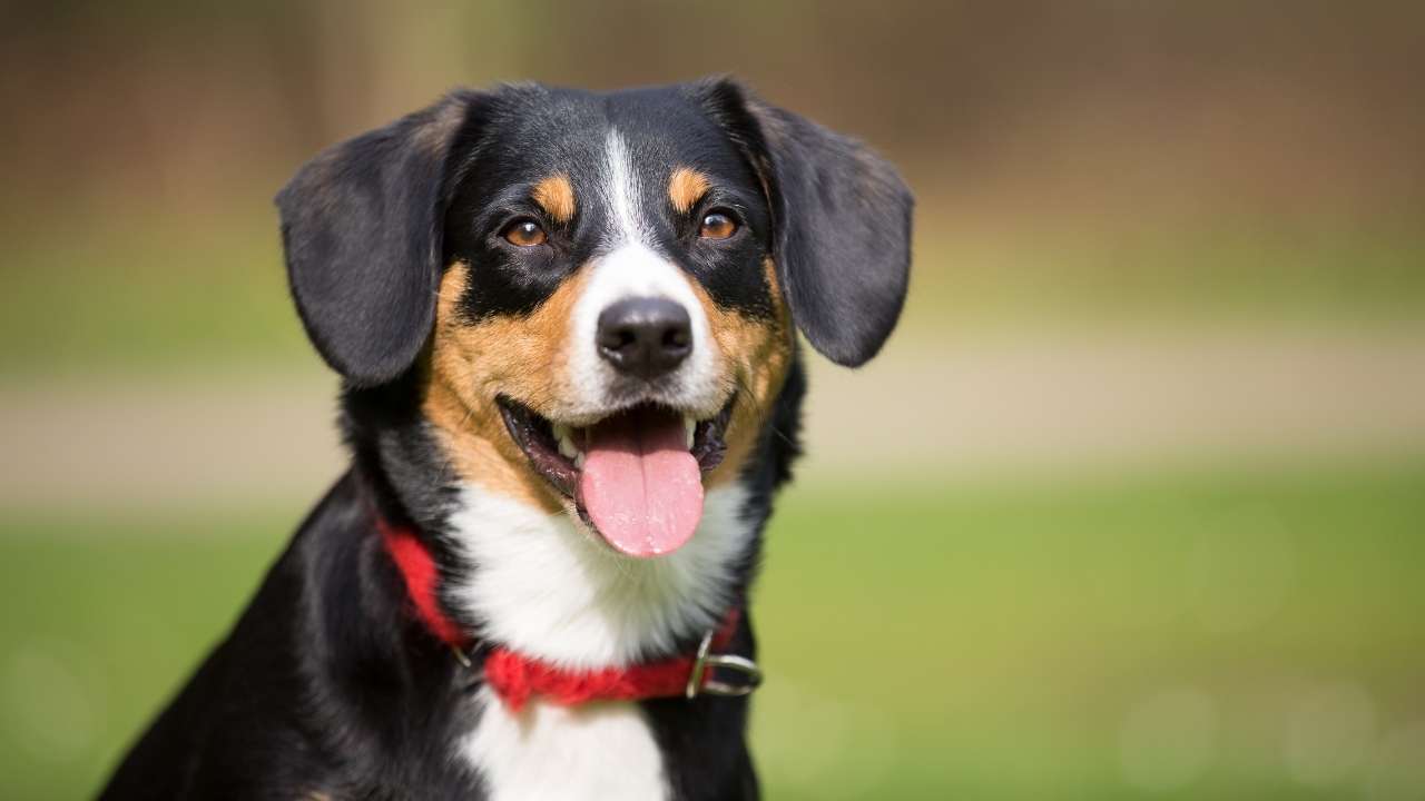 Entlebucher Mountain Dog