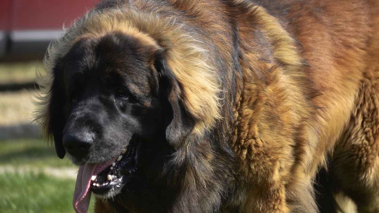 Estrela Mountain Dog