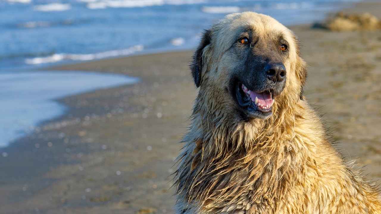 Estrela Mountain Dog