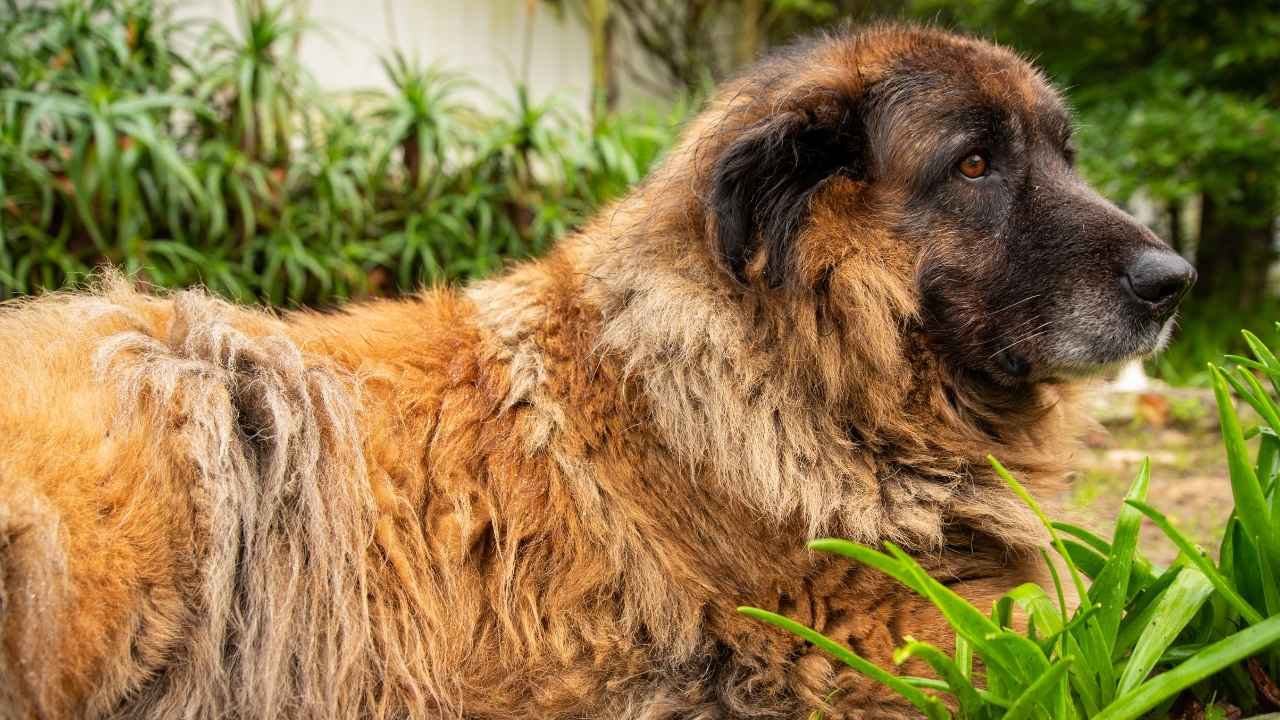 Estrela Mountain Dog