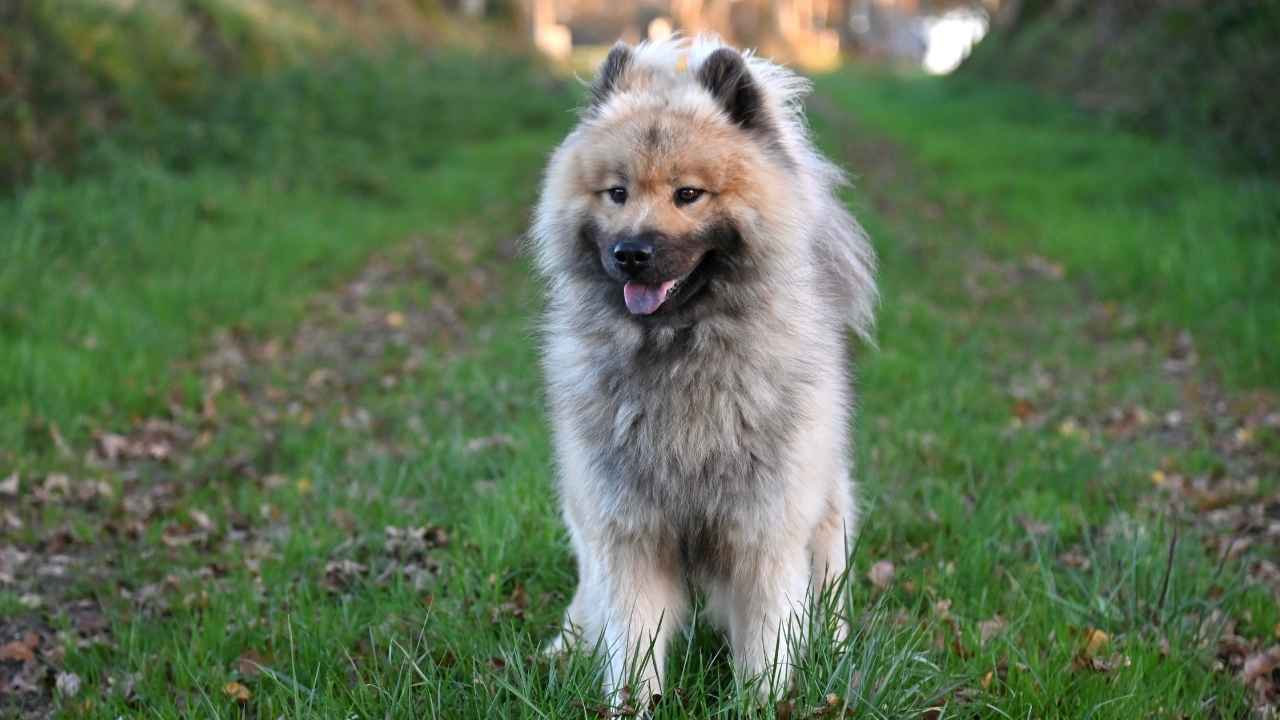 Eurasier