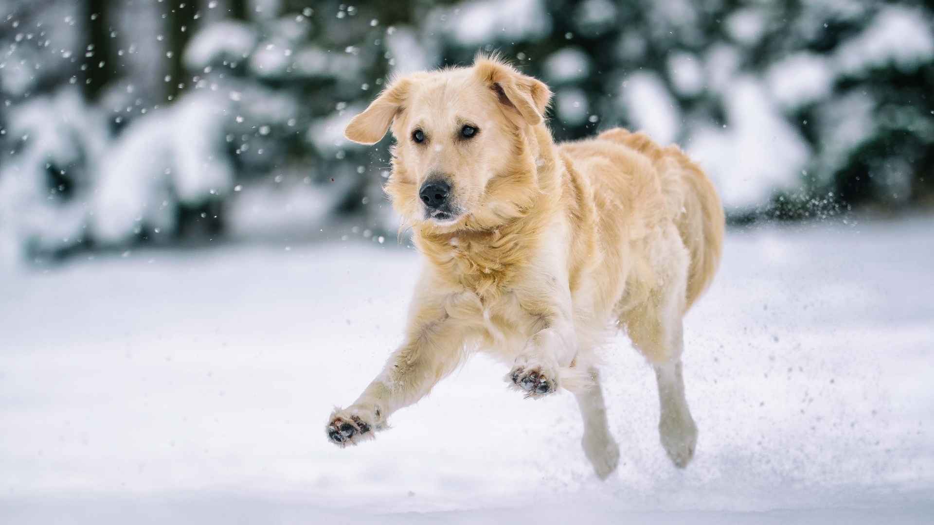 Extreme Cold Weather Dog Breeds for Winter Adventures