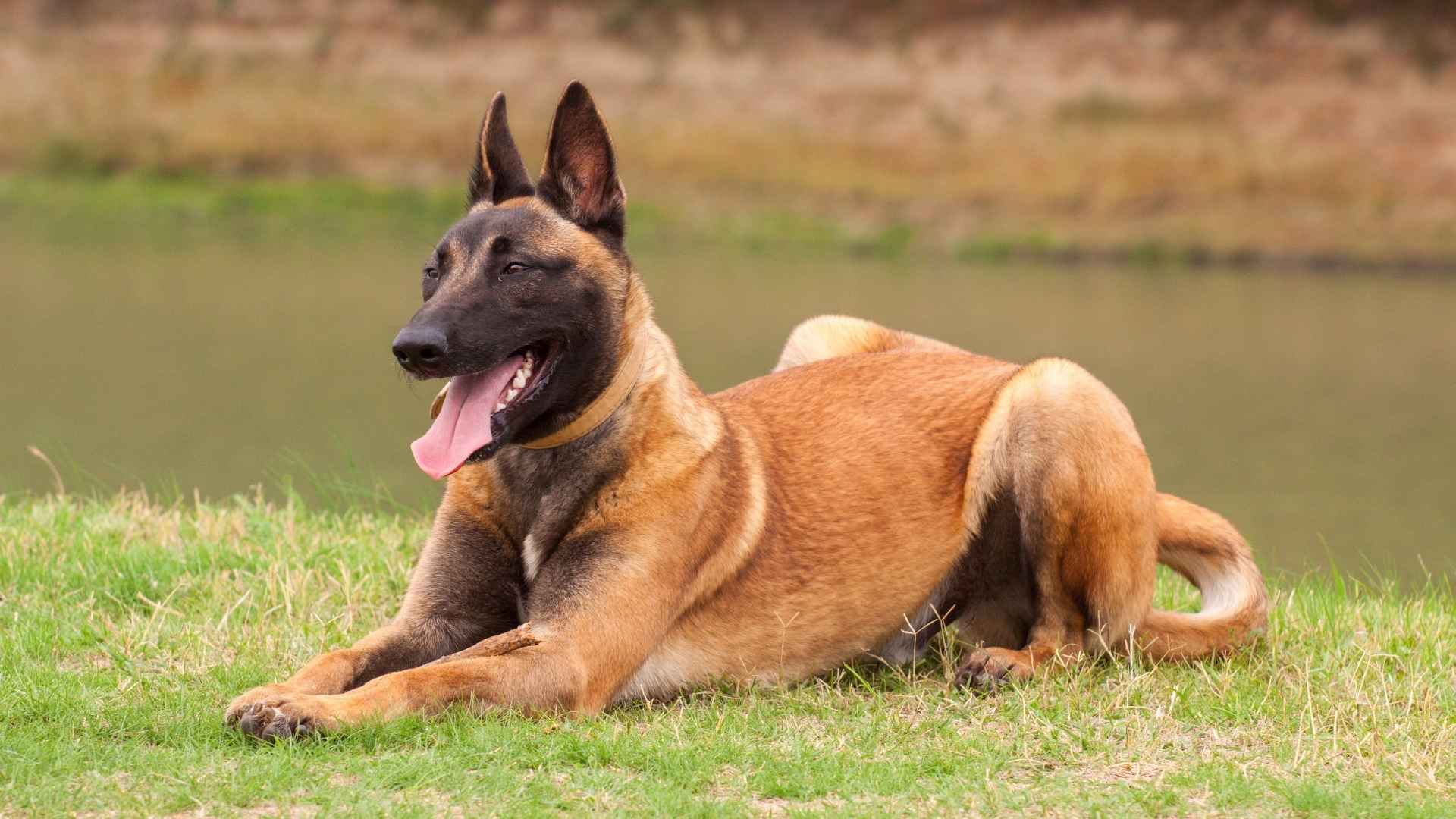 Extreme Loyal Guard Dog Breeds