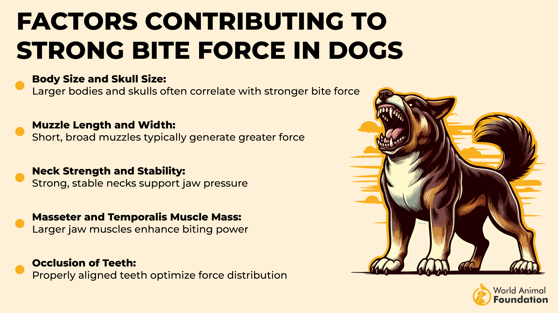 Factors Contributing to Strong Bite Force in Dogs-01