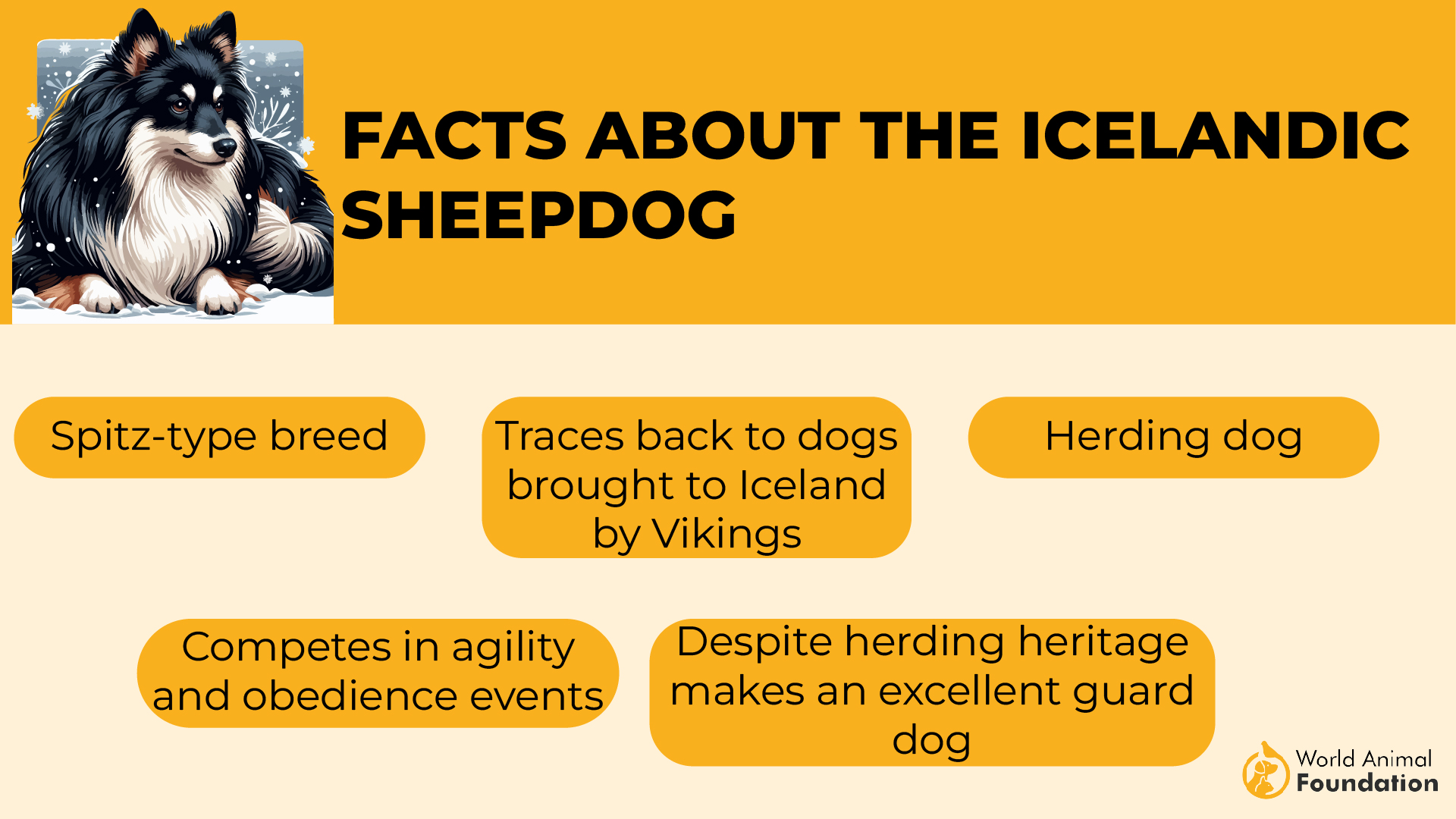 Facts About the Icelandic Sheepdog-01