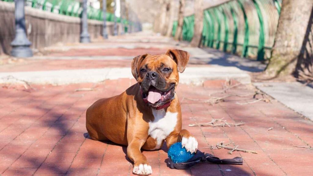 Fawn Boxer