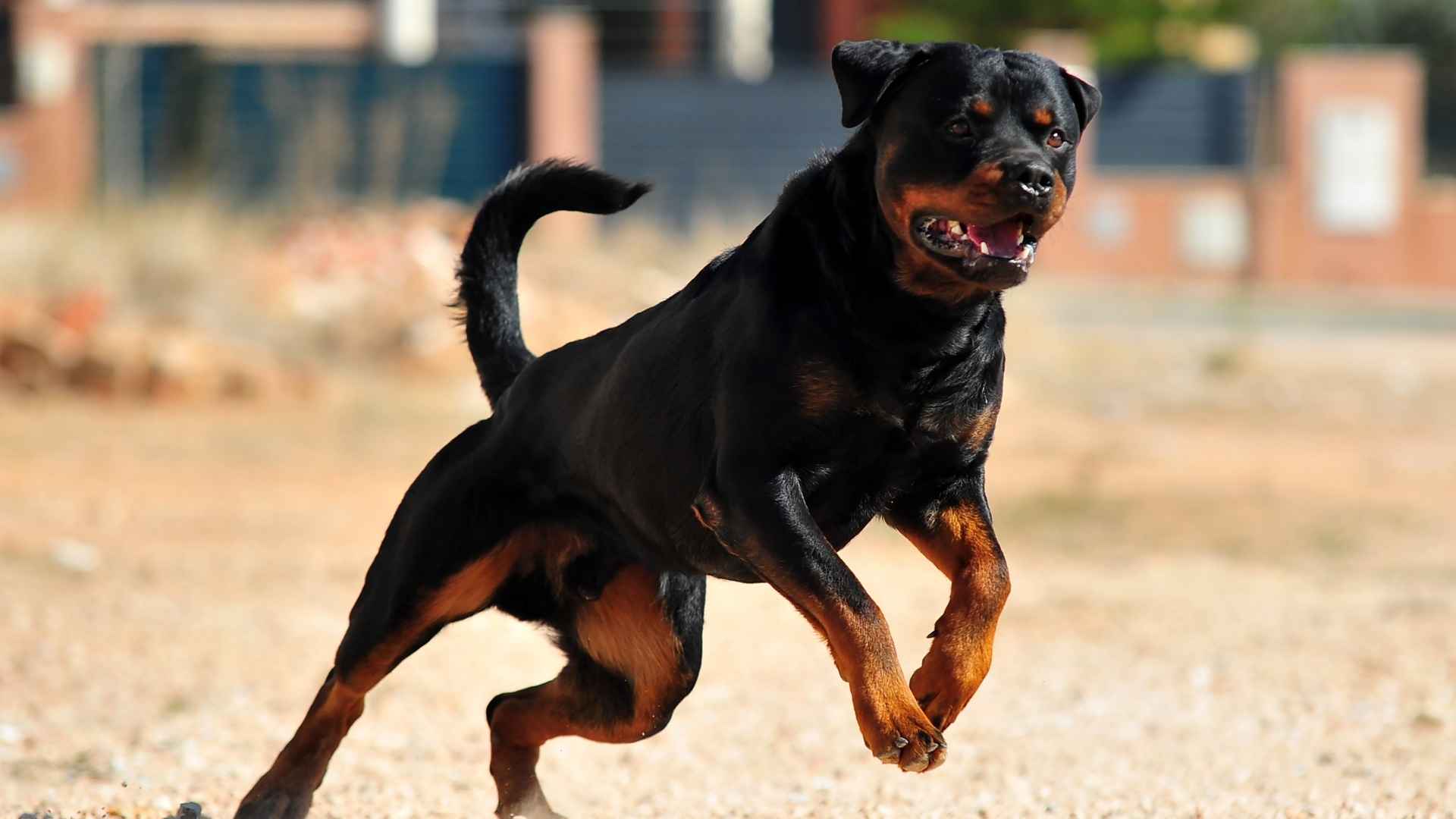 Fearless Guardians Dog Breeds for Protection