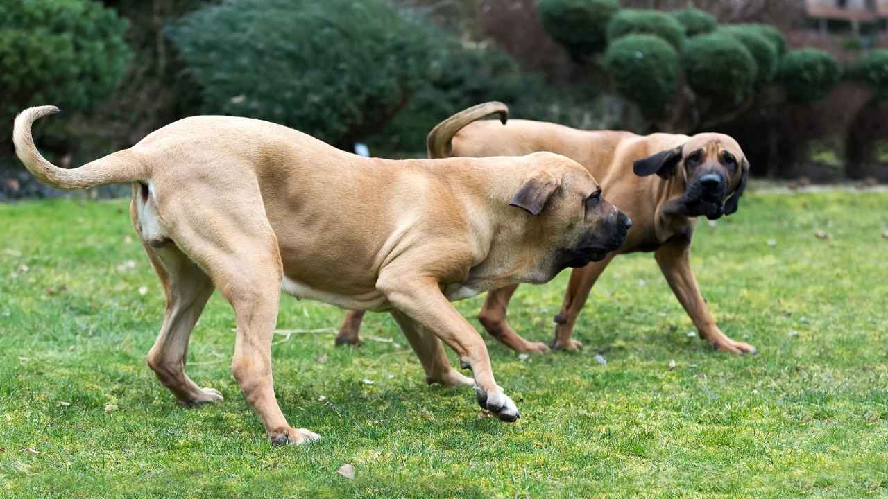 Fila Brasileiro