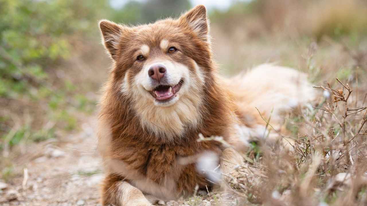 Finnish Lapphund