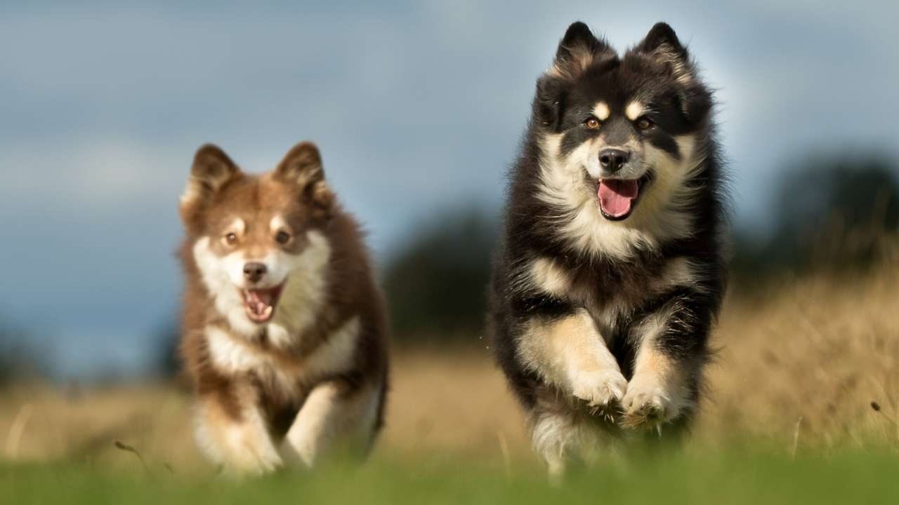 Finnish Lapphund