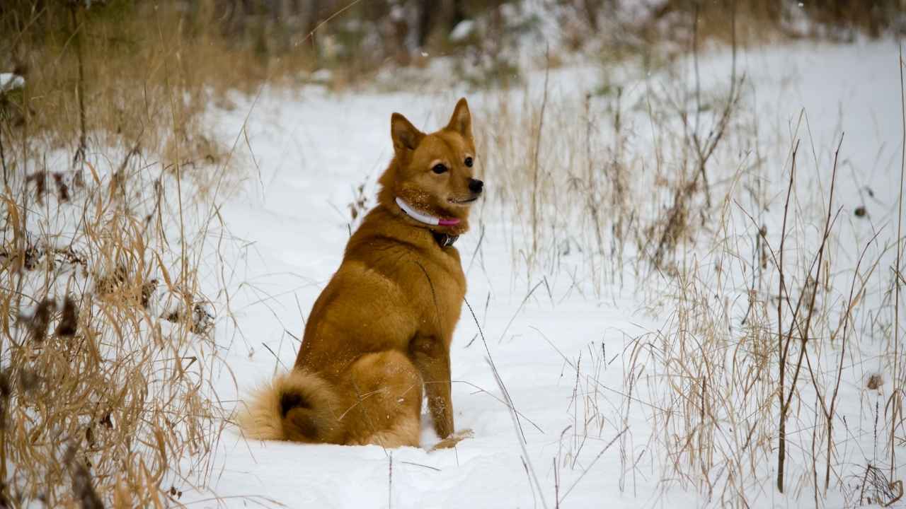 Finnish Spitz