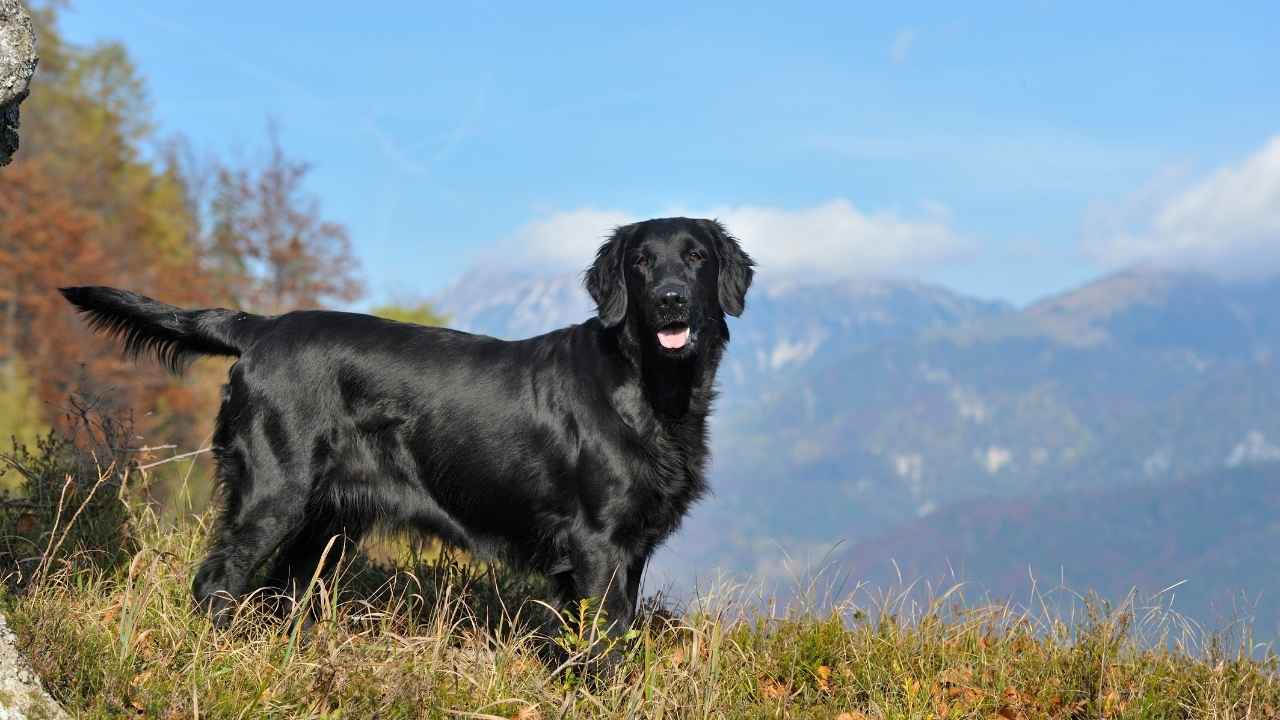 Flat-Coated Retriever