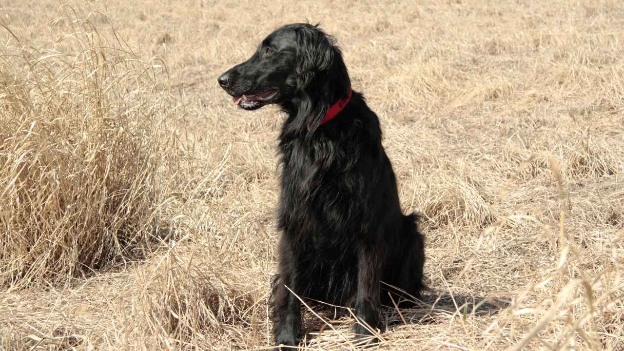 Flat-Coated Retriever