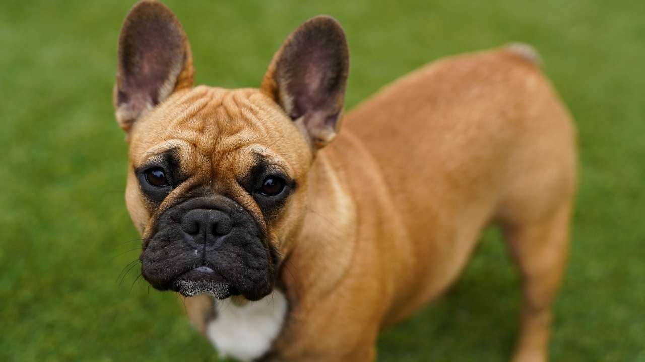 French Bulldog