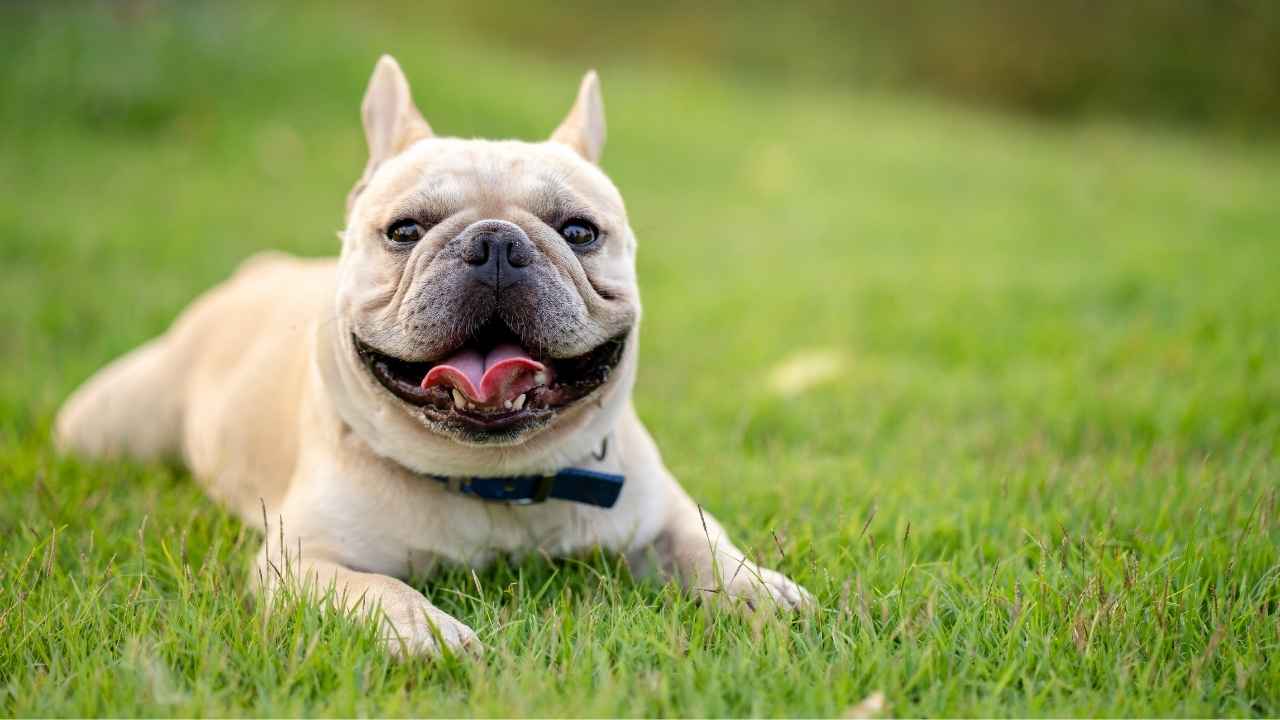 French Bulldog