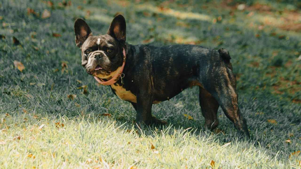 French Bulldog