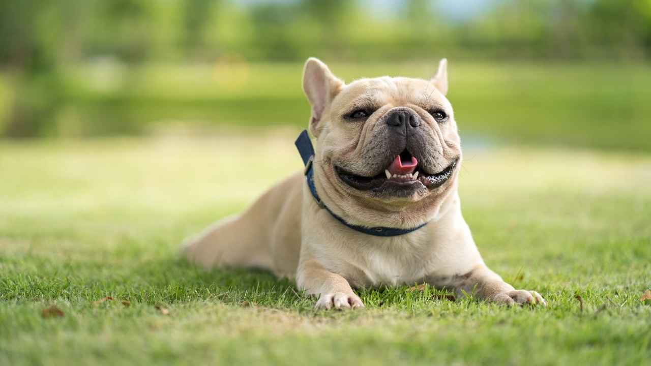 French Bulldog