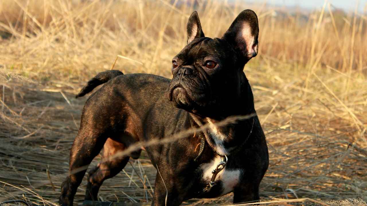 French Bulldog