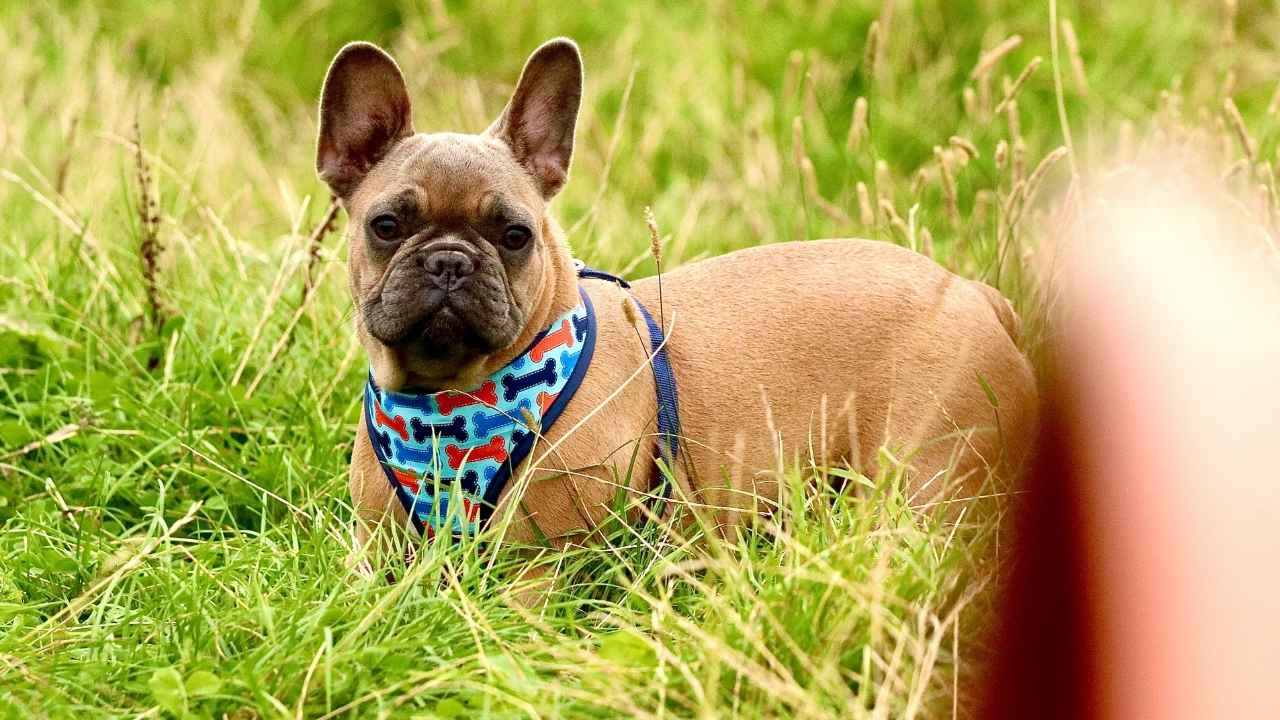 French Bulldog