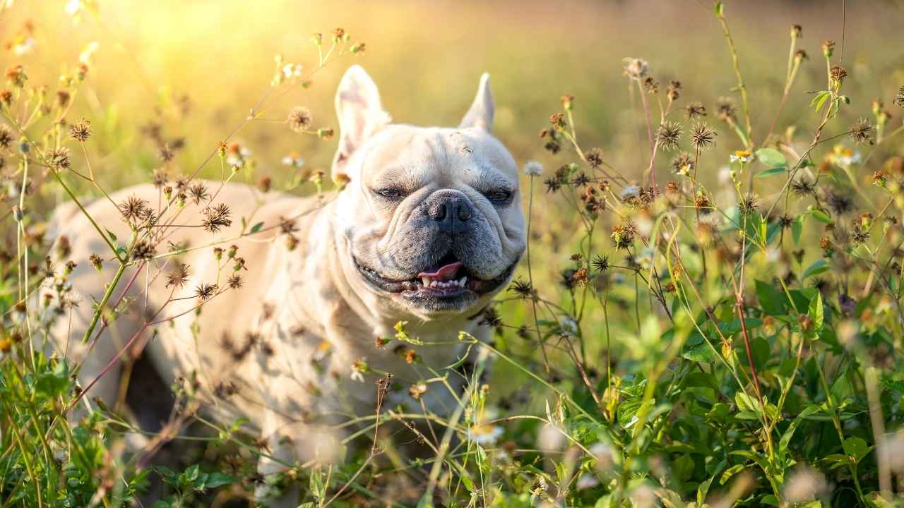 French Bulldog