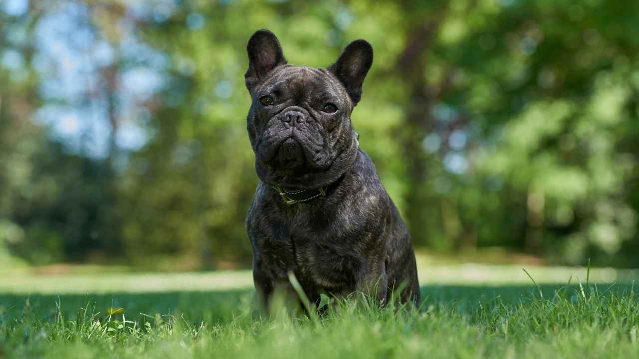 French Bulldog