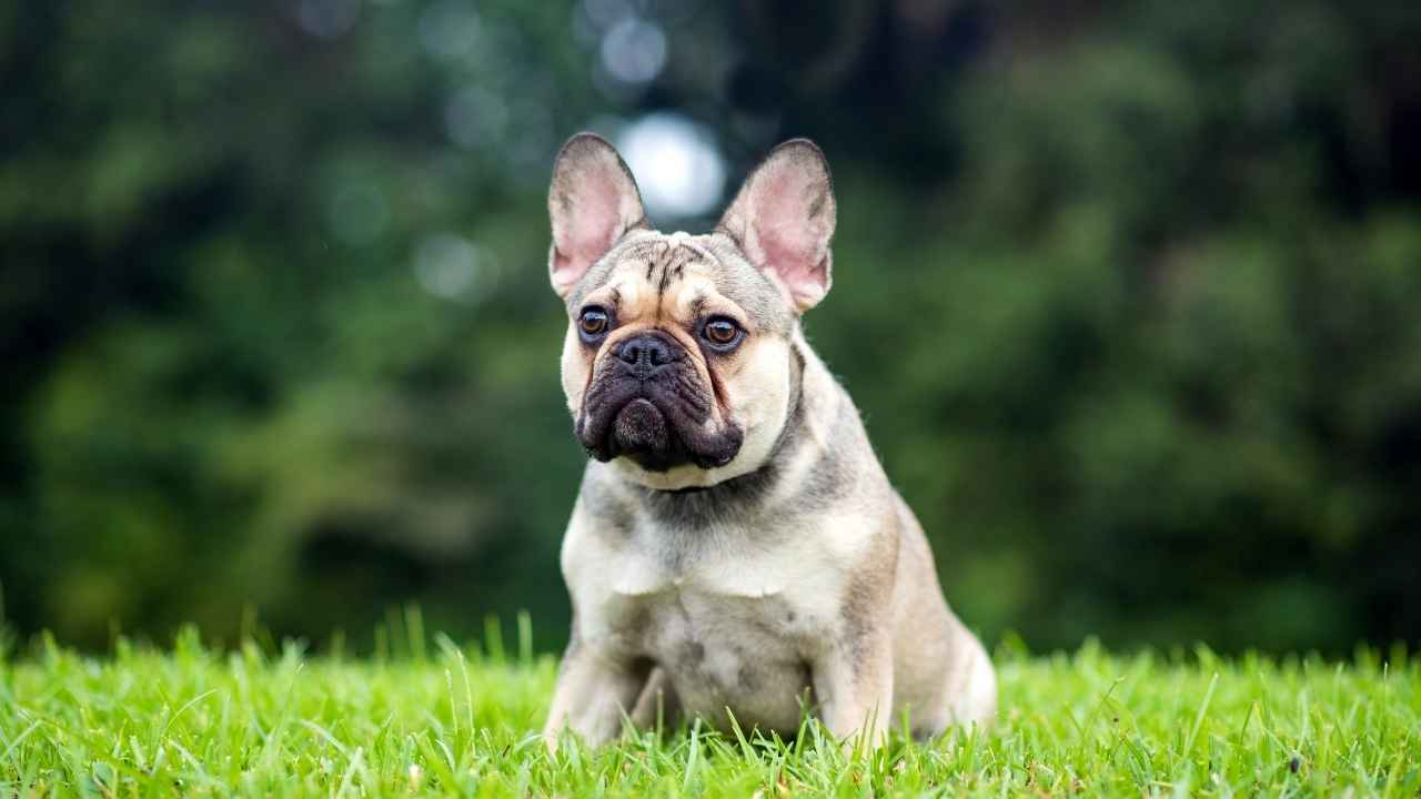 French Bulldog