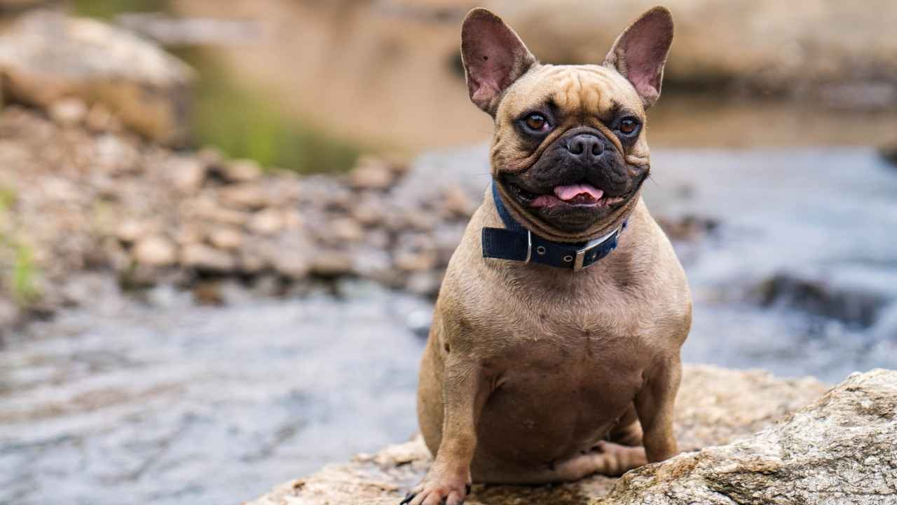 French Bulldog