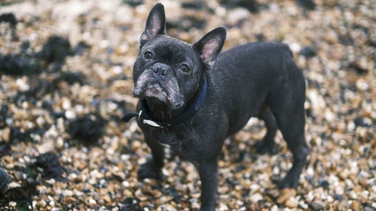 French Bulldog