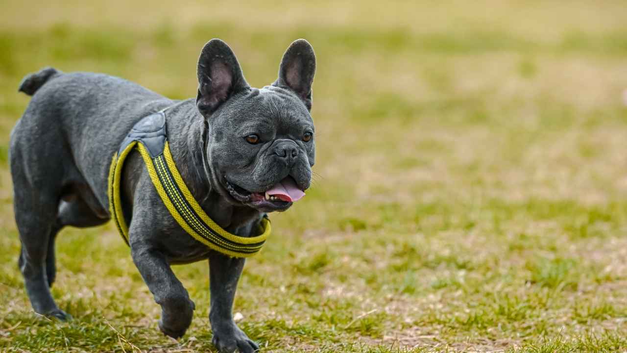 French Bulldog