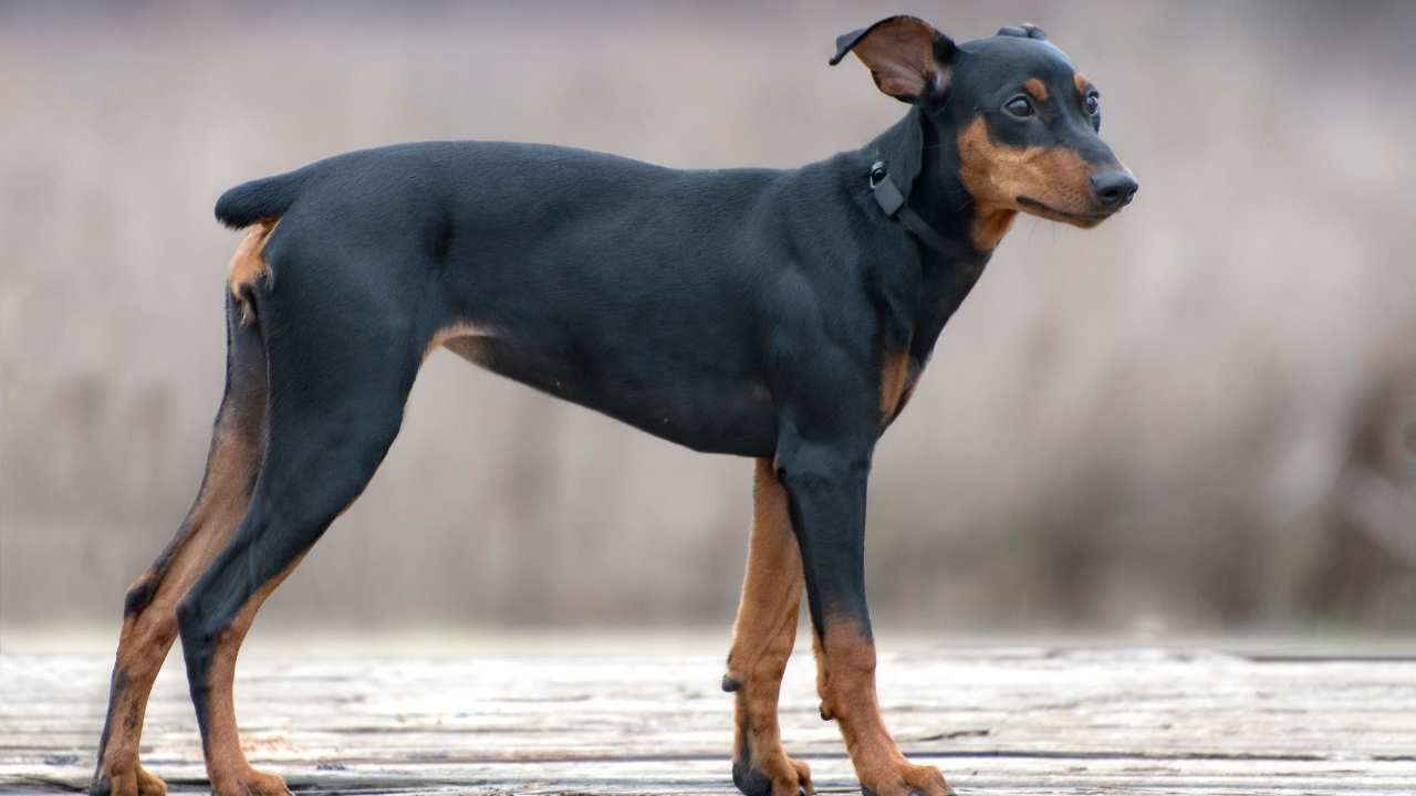 German Pinscher