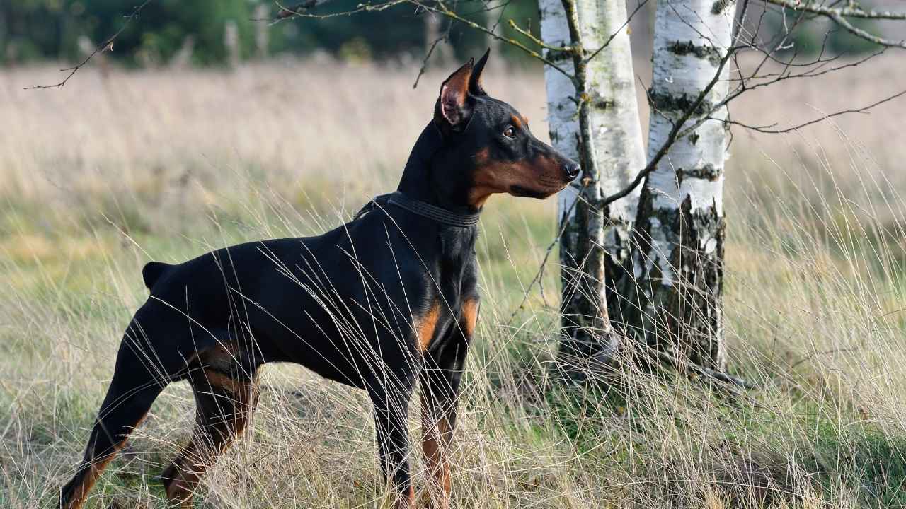 German Pinscher