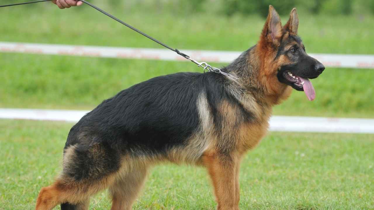 German Shepherd