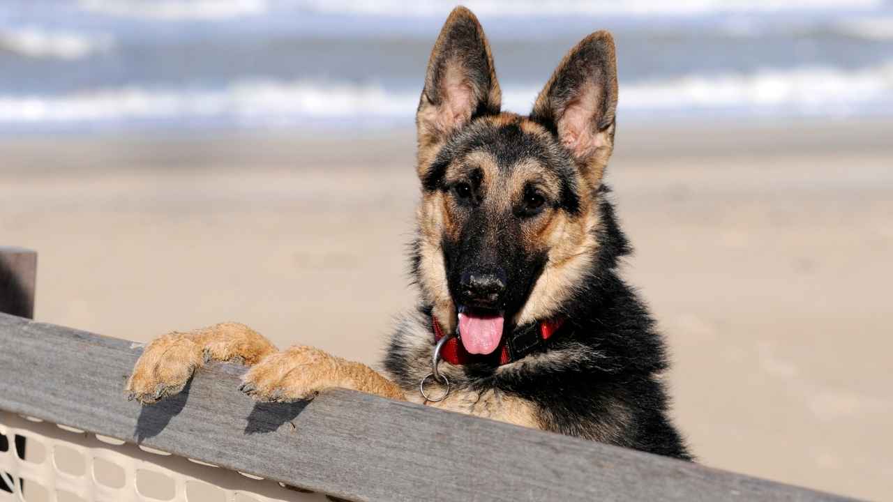 German Shepherd