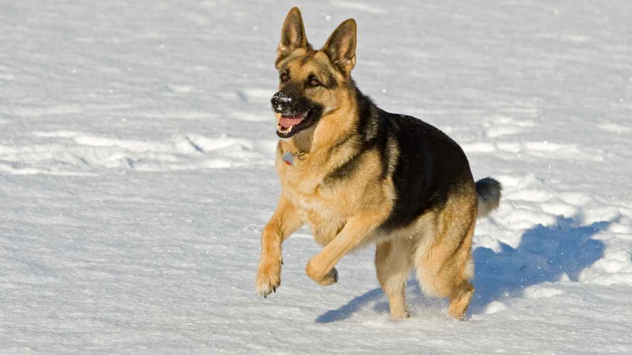 German Shepherd