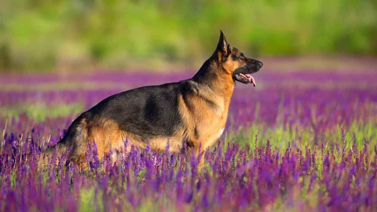 German Shepherd