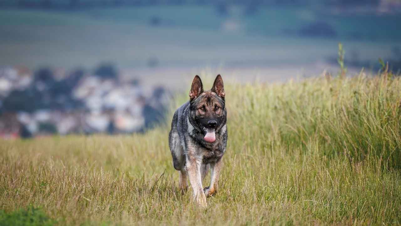 German Shepherd