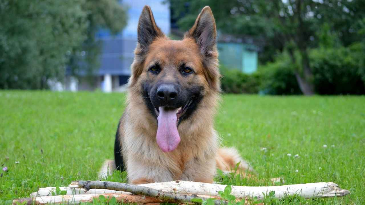 German Shepherd