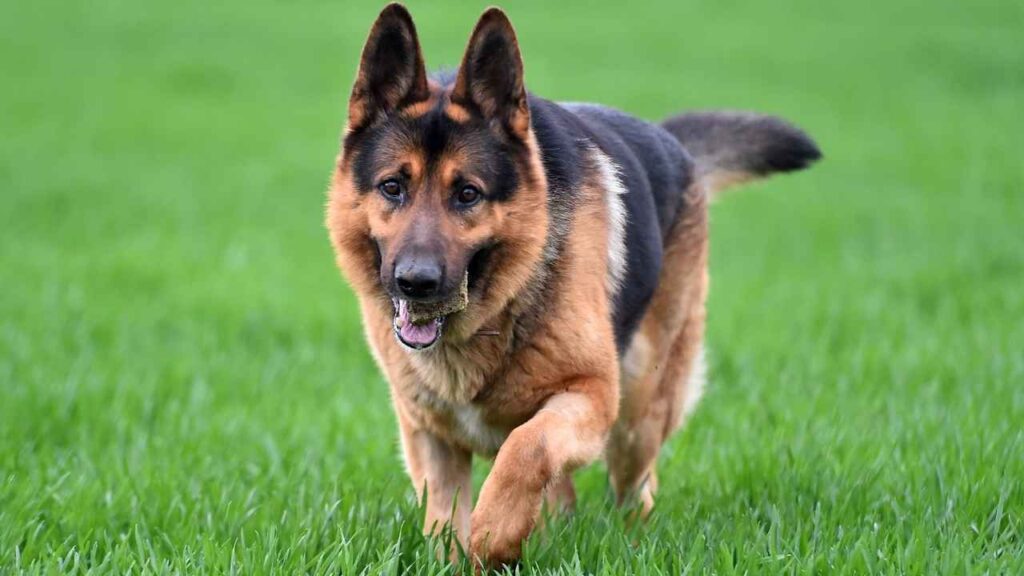 German Shepherd Exercise and Mental Needs