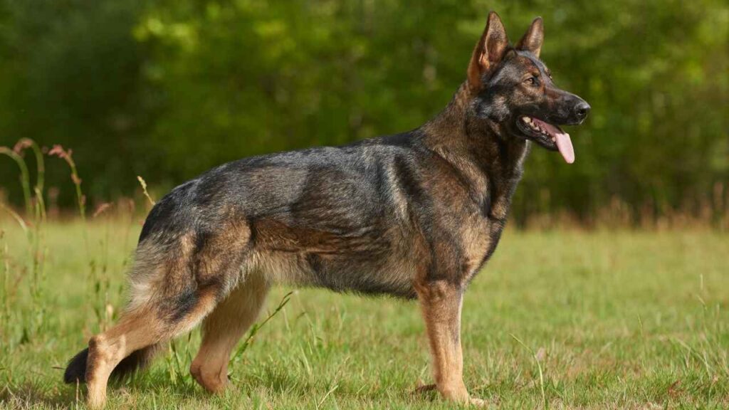 German Shepherd