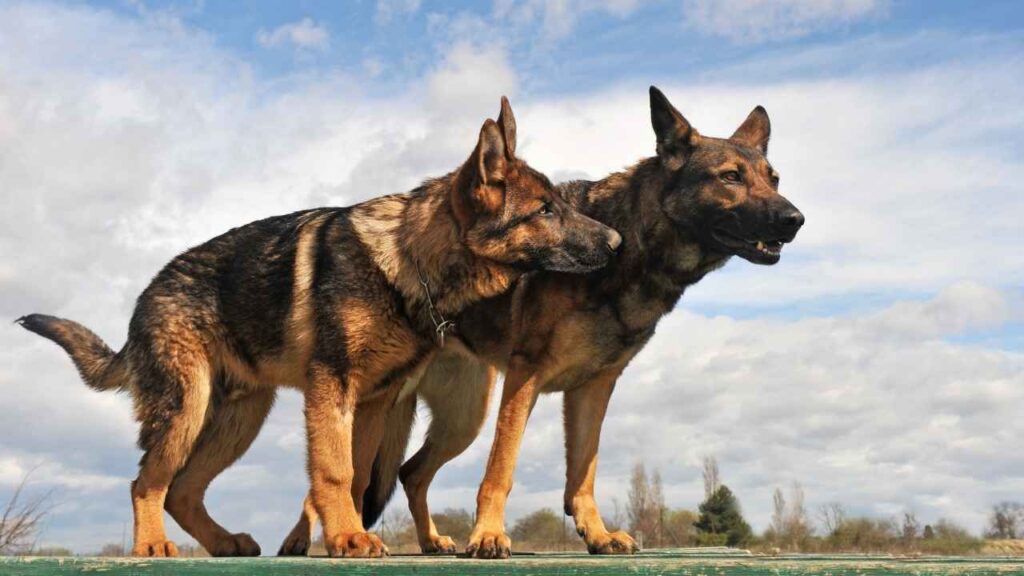 German Shepherd Temperament