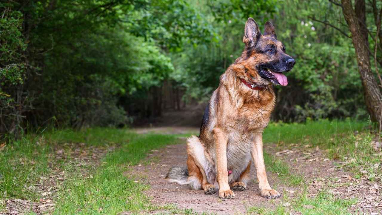 German Shepherd