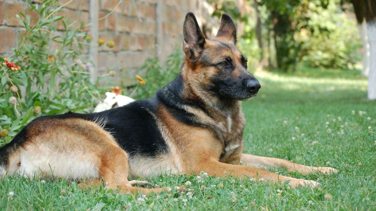 German Shepherd