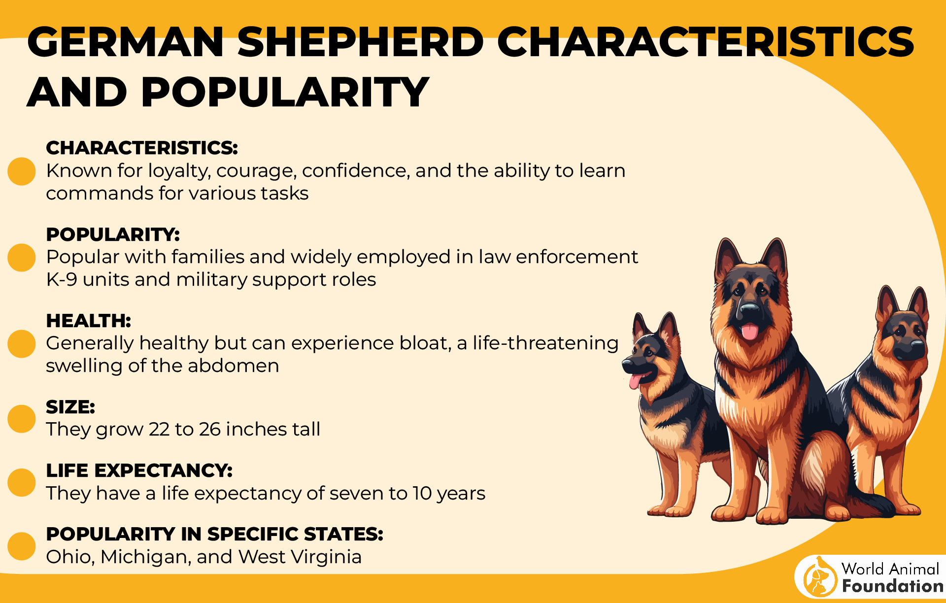 German Shepherd Characteristics and Popularity-01